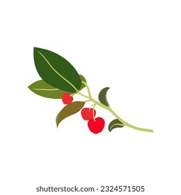 Aromatherapy herbs for essential oils collection