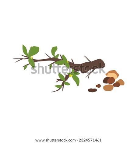 Aromatherapy herbs for essential oils collection