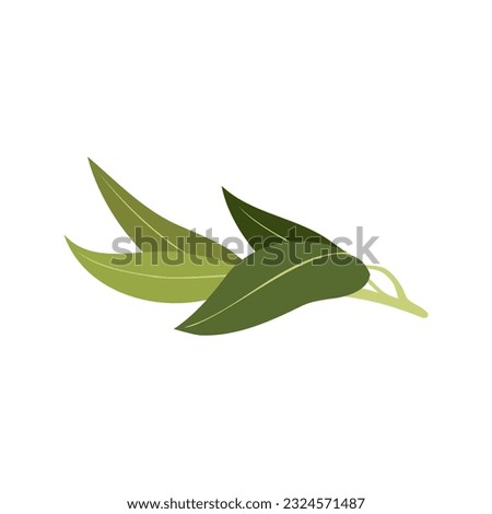 Aromatherapy herbs for essential oils collection