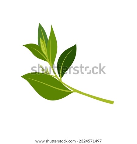 Aromatherapy herbs for essential oils collection