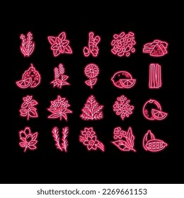 Aromatherapy Herbs neon light sign vector. Lavender And Peppermint, Ginger And Frankincense, Patchouli And Chamomile Aromatherapy Illustrations