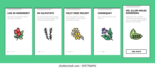 Aromatherapy Herbs Onboarding Mobile App Page Screen Vector. Lavender And Peppermint, Ginger And Frankincense, Patchouli And Chamomile Aromatherapy Illustrations