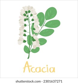 Aromatic acacia flowers on white background