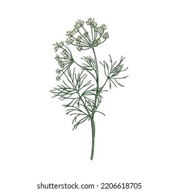 Aromatic Dill Plant Hand Drawn Vector Illustration Isolated On White Background. Dill Herb One Twig Or Branch For Food Flavoring And Medicinal Purposes.