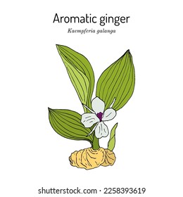 Aromatic ginger (Kaempferia galanga), edible and medicinal plant. Hand drawn botanical vector illustration