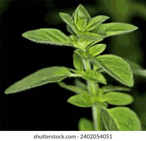Aromatic green fragrant fresh oregano