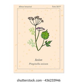 Aromatic herbs collection, anise, vector illustration
