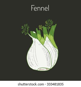 Aromatic herbs collection - fennel. Vector illustration