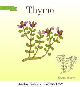 Aromatic herbs collection flowering thyme. Hand drawn botanical vector illustration