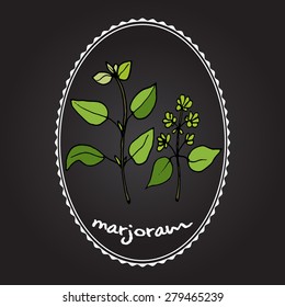 Aromatic herbs collection -  marjoram. Vector illustration