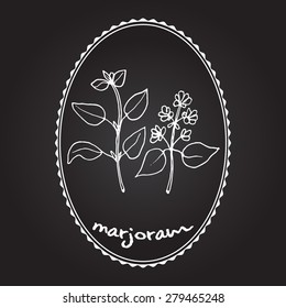 Aromatic herbs collection -  marjoram. Vector illustration