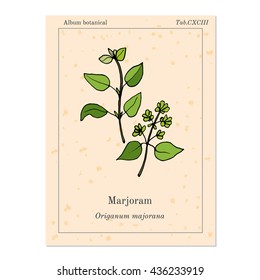 Aromatic herbs collection - marjoram. Vector illustration