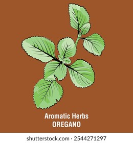 aromatic herbs collection oregano editable scalable eps format leaves vector