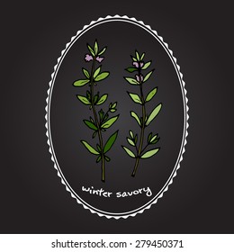 Aromatic herbs collection winter savory. Vector illustration
