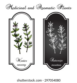Aromatic herbs collection - winter savory. Vector illustration