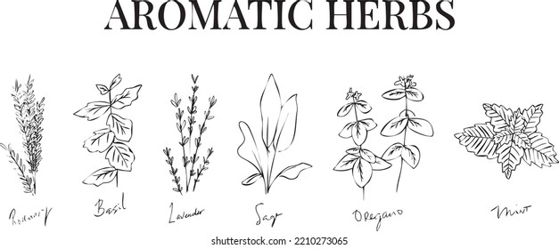 Aromatic herbs doodles vector. Herbal doodle style vector. Kitchen plants drawing. Aromatic leaves sketch. Botanical elements' pencil hand drawing. Black and white organic plants' drawing.