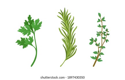 Aromatic Herbs with Parsley and Rosemary for Flavoring and Garnishing Food Vector Set