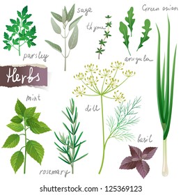 Aromatic herbs set