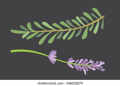 Aromatic herbs set. Fresh  and spices . Vector illustration.