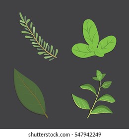 Aromatic herbs set. Fresh  and spices . Vector illustration.