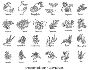 Aromatic herbs set ingredient collection. Editable stroke size. Line icon. Vector sketch.