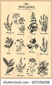 Aromatic herbs set Tarragon Marjoram  Mint Lavander Anise Parslay  Rosemary Dill Caraway Laurel Coriander Basil. Fragrant herb. Manual graphics. Vector illustration. 