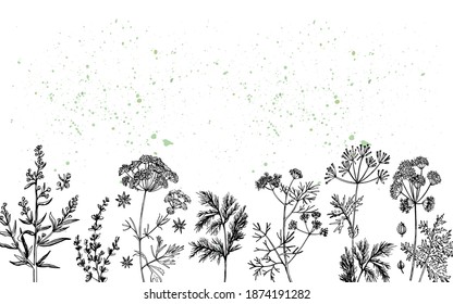 Aromatic herbs Tarragon Marjoram  Anise Dill Caraway Coriander. Fragrant herb. Manual graphics. Vector illustration.