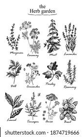 Aromatic herbs Tarragon Marjoram  Mint Lavander Anise Parslay  Rosemary Dill Caraway Laurel Coriander Basil.  Fragrant herb. Manual graphics. Vector illustration. 