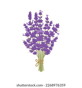 Flor de hierbas aromáticas lavender culinario. Hierba de cocina aislada de la planta Lavandula. Flores violetas de lavanda vectorial con brácteas, planta floreciente