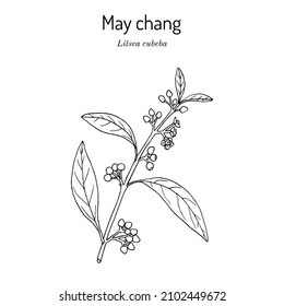 Aromatic litsea or may chang (Litsea cubeba), medicinal plant. Hand drawn botanical vector illustration