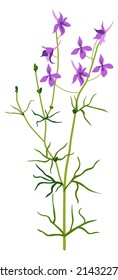 Aromatic matthiola flower in blossom, delphinium flora blooming and flourishing. Isolated bouquet florist composition in shop or store. Growing plant in garden for selling. Vector in flat style