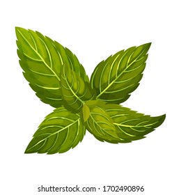 Aromatic Oblong Mint Leaves with Veins Isolated on White Background Vector Illustration