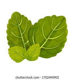 Plantas aromáticas de piedra óblica con venas aisladas en ilustración vectorial de fondo blanco