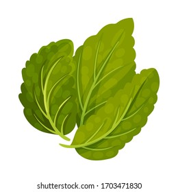 Aromatic Oblong Mint Leaves with Veins Isolated on White Background Vector Illustration