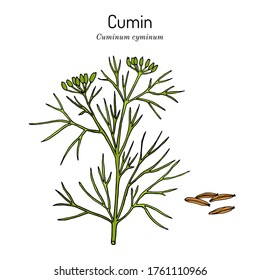 Aromatic Plant Cumin (cuminum Cyminum). Hand Drawn Botanical Vector Illustration