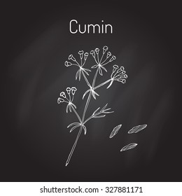 Aromatic plant cumin (cuminum cyminum). Vector illustration