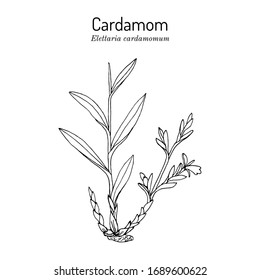 Aromatic plant green or true cardamom (elettaria cardamomum). Hand drawn botanical vector illustration