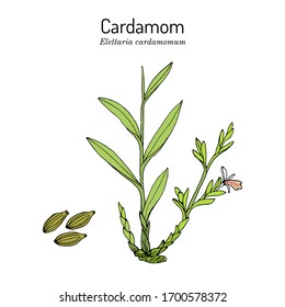 Aromatic plant green or true cardamom (elettaria cardamomum). Hand drawn botanical vector illustration
