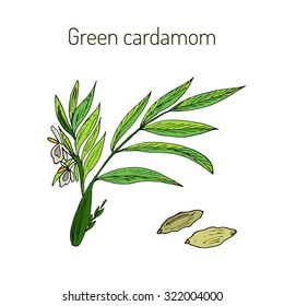Aromatic plant green or true cardamom (elettaria cardamomum). Vector illustration