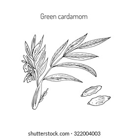 Aromatic plant green or true cardamom (elettaria cardamomum). Vector illustration