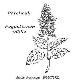 Aromatic Plant Patchouli (Pogostemon Cablin), Black And White Vector Illustration.