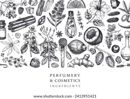 Aromatic plants background. Perfumery ingredients banner. Flower, fruit, spice, herb sketches. Hand drawn vector illustration. Cosmetics packaging design template. 