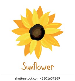 Aromatic sunflower on white background