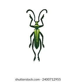 Aromia Moschata, musk beetle. Small green longicorn bug. Realistic colourful longhorn insect, arthropod animal. Exotic macro fauna. Flat isolated hand drawn vector illustration on white background