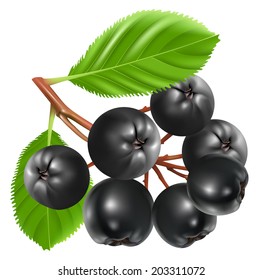 Aronia berries (chokeberry). Vector illustration.