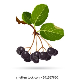 Aronia Chokeberries Isolated On White. Branch Of Black Berries With Green Leaves. Botanical Vector Illustration Of Purple Choke Berry, Used In Wine, Jam, Syrup, Juice, Soft Spreads, Tea, Salsa