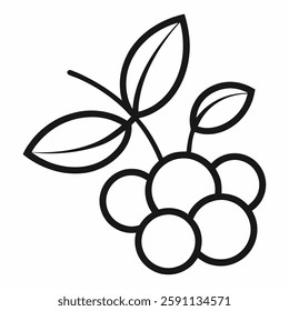 Aronia on line art white back ground