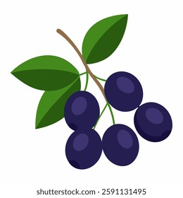 Aronia on White back ground 