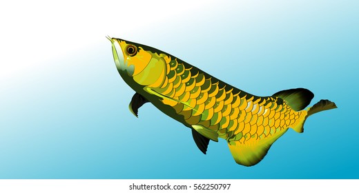 Arowana fish colorful vector illustrator.sacred fish