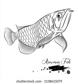 Arowana fish, freshwater fish, fish realistic sketch vector illustration 